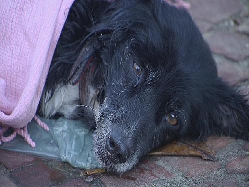 Cão chegou a ser colocado em saco de lixo antes de ser salvo por moradores