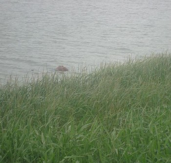 Corpo foi encontrado por pescadores