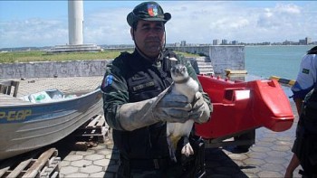 Policiais do BPA acreditam que uma corrente marítima trouxe as aves até a costa alagoana