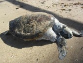 Tartaruga verde é encontrada morta na Praia de Jatiúca