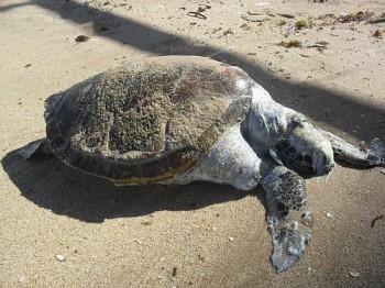 Tartaruga verde é encontrada morta na Praia de Jatiúca