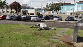 Cavalo foi abandonado em plena praça pública