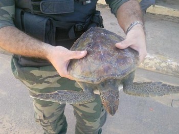 Bicho Preguiça