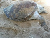 Tartaruga verde é encontrada morta na Praia de Jatiúca