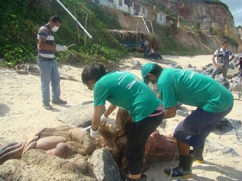 O filhote foi encontrado morto em Jequiá da Praia