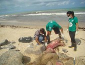 O filhote foi encontrado morto em Jequiá da Praia