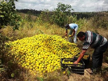 Cooperativa de Laranja Lima é destaque em Alagoas