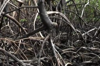 Documentário No Rumo do Uçá