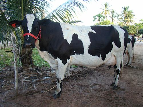 Vacas leiteiras