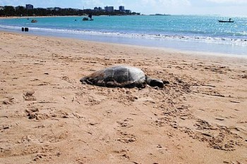 Alagoas24Horas