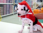 Roupas natalinas para animais são vendidas em petshop de Santos, SP