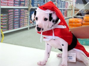 Roupas natalinas para animais são vendidas em petshop de Santos, SP