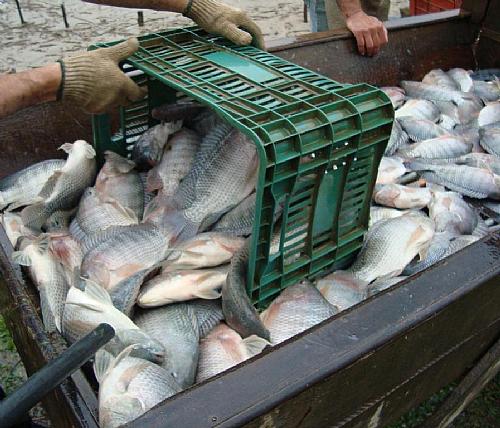 Governo quer reduzir prejuízos com contrabando de pescado