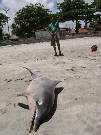 O animal foi enterrado fora da linha de maré