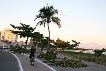 Poda tem sido operação permanente na cidade