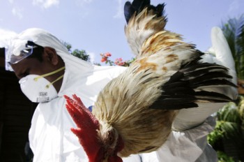 Vírus H7N9 realmente se origina nas aves, diz estudo