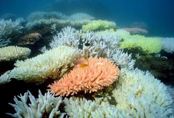 Foto sem data recebida pelo Instituto Australiano de Ciência Marinha em outubro de 2012 mostra corais sem cor na Grande Barreira de Corais australiana