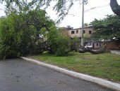 Chuva e vento forte arracaram árvores em bairros de Maceió