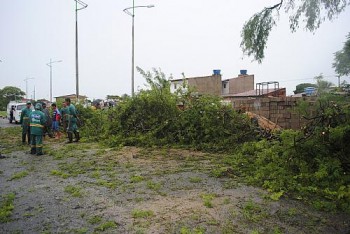 Chuva e vento forte arracaram árvores em bairros de Maceió