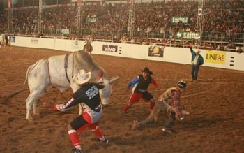 Temporada de rodeios começa com novas proibições pelo Brasil