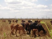 Animais alvo do projeto da Ufal