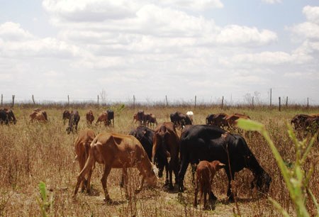 Animais alvo do projeto da Ufal