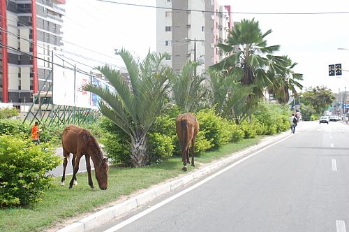 Cavalos ‘passeiam’ pelas ruas em Mangabeiras e ameaçam motoristas