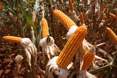 Agricultores devem sacar parcelas do Garantia Safra