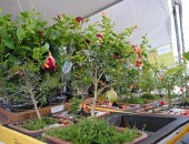 Flores serão comercializadas no Centro de Maceió