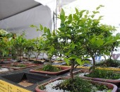 Flores serão comercializadas no Centro de Maceió