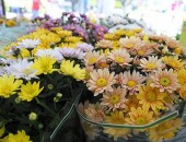 Flores serão comercializadas no Centro de Maceió