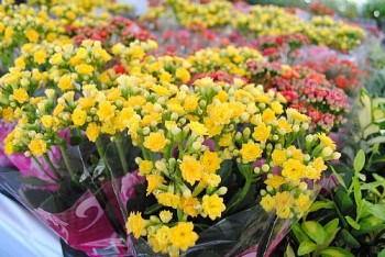 Flores serão comercializadas no Centro de Maceió