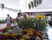 Flores serão comercializadas no Centro de Maceió