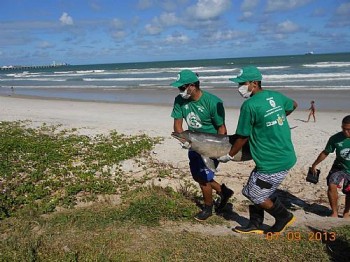 Golfinho é encontrado morto no Sobral