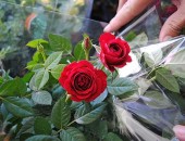 Flores serão comercializadas no Centro de Maceió