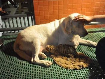 Labrador fêmea amamenta um tigre recém-nascido no Zoo Nanchang, sul da China