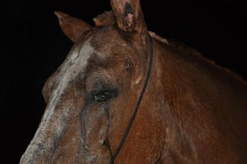 Cavalo estava em um ambiente sem condições sanitárias.