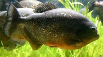 Piranha-vermelha é comum no rio Paraná e pode ser mais agressiva durante ondas de calor