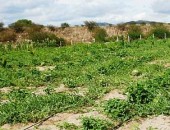 Sertanejos de Água Branca pescam nos barreiros às margens do Canal do Sertão