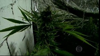 Legalização da maconha viola convenções internacionais, diz ONU