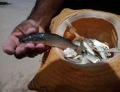 Muitos optaram por usar chapéus e sacos plásticos para pegar Tainhas na beira da praia