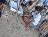 Instituto Biota realiza soltura de filhotes de tartarugas na Praia de Jatiúca