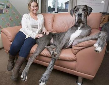 Freddy, que deve coquistar o título de "maior cão do mundo" nos próximos meses