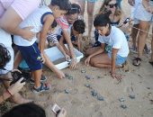 Sessenta e quatro filhotes de tartarugas foram soltas na praia de Jatiúca