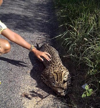 Moradores já acharam animal sem vida às margens da BR