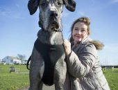 Freddy, que deve coquistar o título de "maior cão do mundo" nos próximos meses