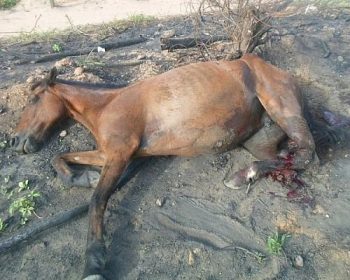 Com o impacto o animal teve as patas traseiras quebradas e agoniza às margens da rodovia.