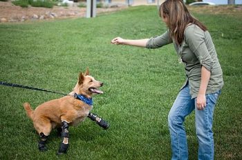 Naki'o diverte-se com veterinária Christie Pace