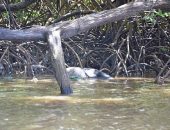 Corpo é encontrado em mangue na Barra de São Miguel