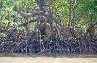 Corpo é encontrado em mangue na Barra de São Miguel